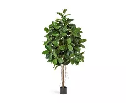 Фикус Эластика 150 см 2/2