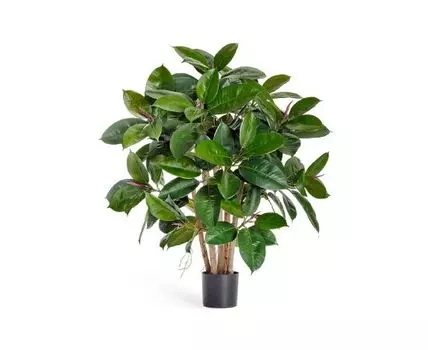 Фикус Эластика куст