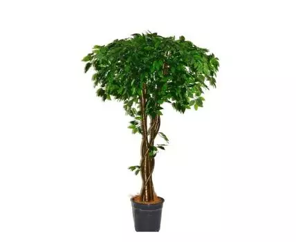 Фикус Кью Вейди