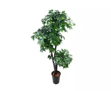 Фикус Кэмерон