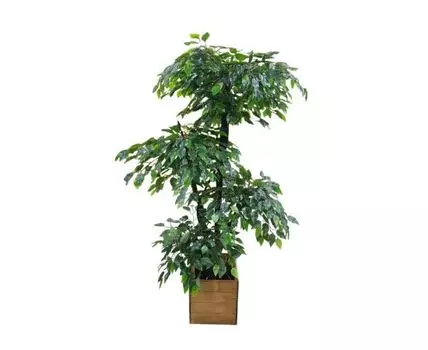 Фикус Карика Де Люкс