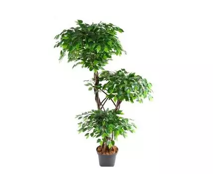 Фикус Карика Де Люкс