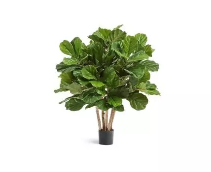 Фикус Лирата Гранд куст многоствольный