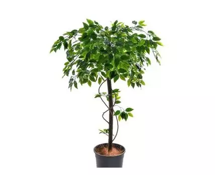 Фикус Майки