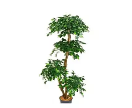 Фикус Мейсон