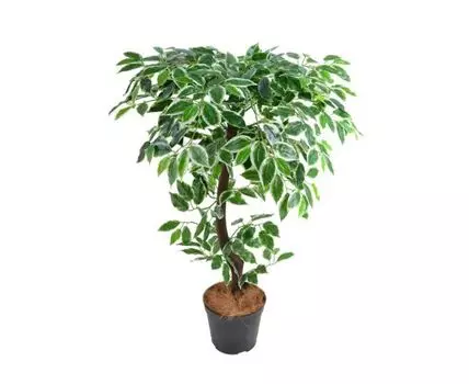 Фикус Ралли