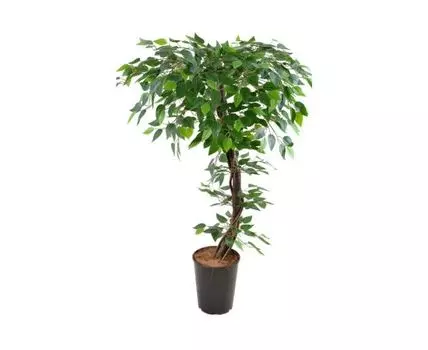 Фикус Ралли