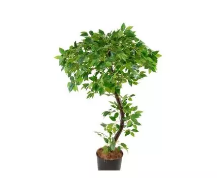 Фикус Ралли