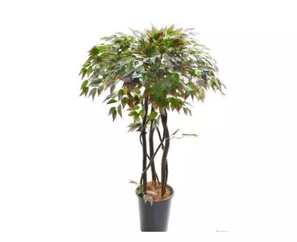 Фикус Рэмс бордо