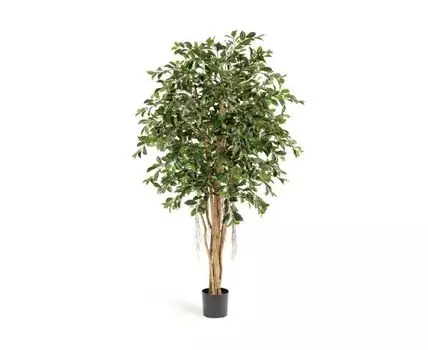 Фикус Ретуса 210 см 2/2