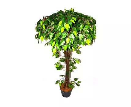 Фикус Робби