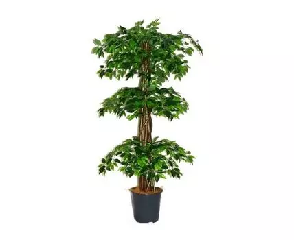 Фикус Сайки