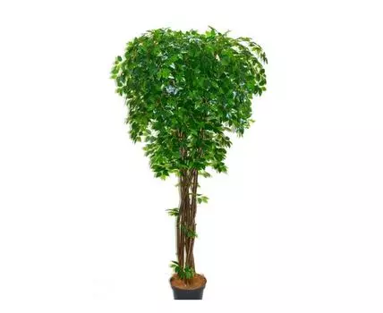 Фикус Сэнди