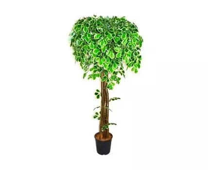 Фикус Шатто