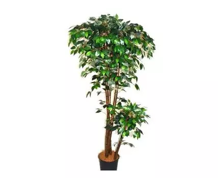 Фикус Вэнди