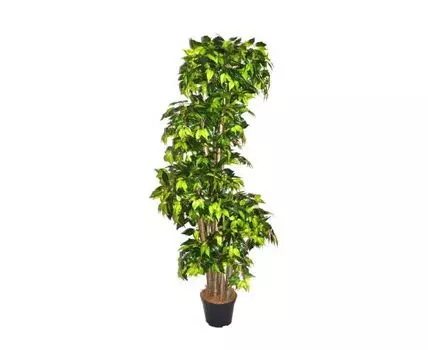 Фикус Вильям