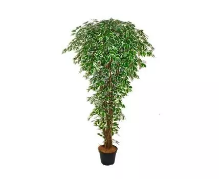 Фикус Вилдер