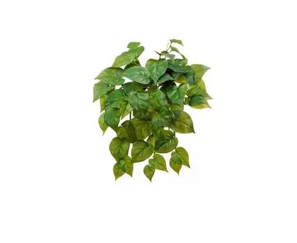 Филодендрон крупнолистный