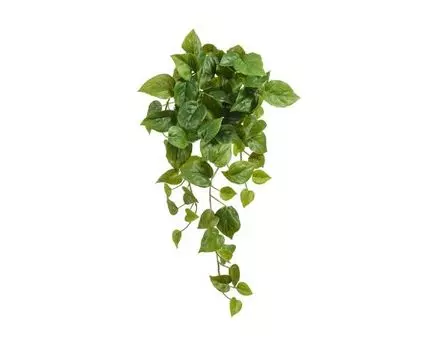 Филодендрон Сканденс