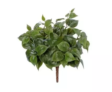 Филодендрон Тини куст