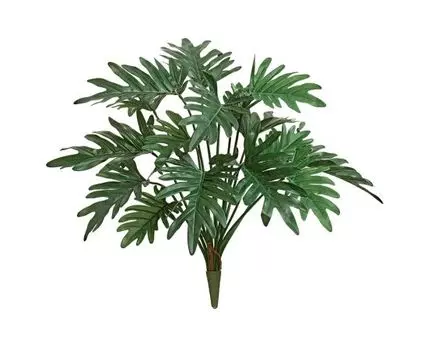 Филодендрон Ксанаду куст