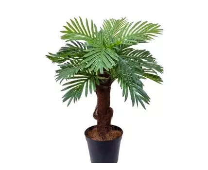 Финиковая пальма Эльза