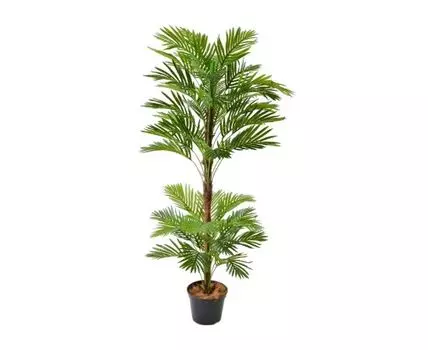 Финиковая пальма Юкка