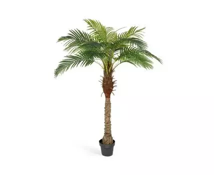 Финиковая пальма Новая