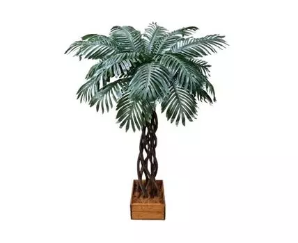 Финиковая пальма Рони