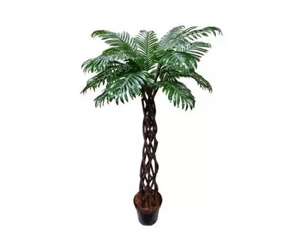 Финиковая пальма Саманта