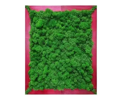 Фито картина Мох