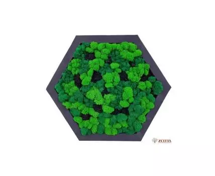 Фито картина Ромб XL