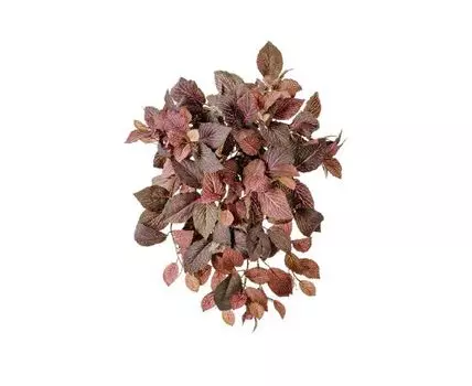 Фиттония Свит