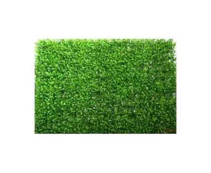 Газон самшит молодой 40х60
