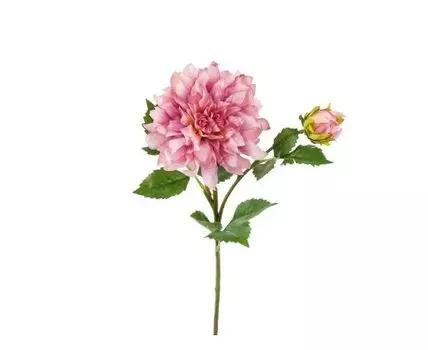 Георгин сиреневый (Розовый)