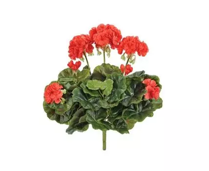 Герань красная