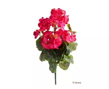 Герань Стела алая высота 45 см