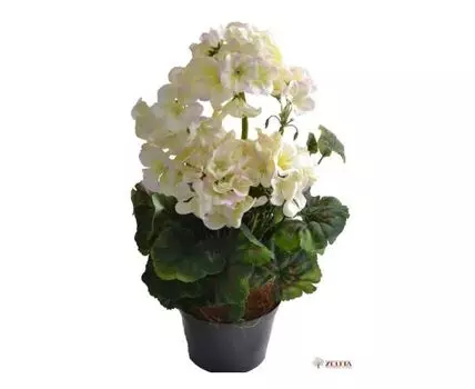 Герань Стела белая