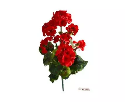 Герань Стела красная