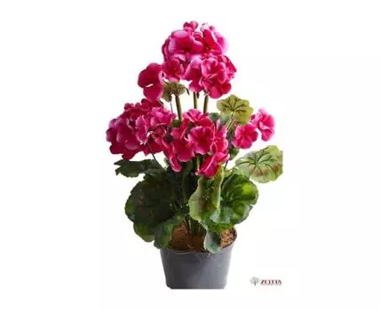 Герань Стела малиновая