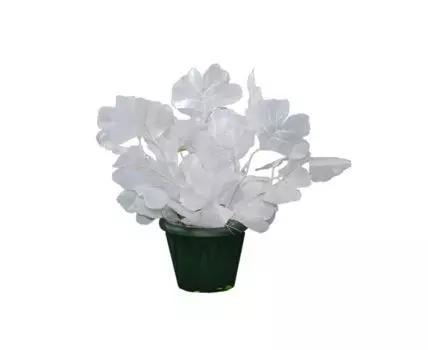 Гинкго куст