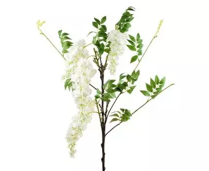 Глициния белая кустовая (115, Белый)