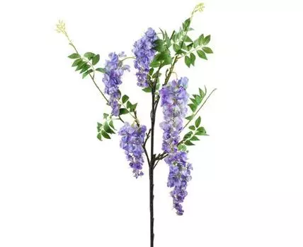 Глициния сиреневая кустовая (115, Фиолетовый)