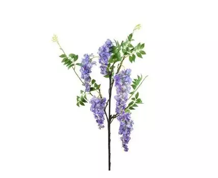 Глициния сиреневая кустовая (Фиолетовый)