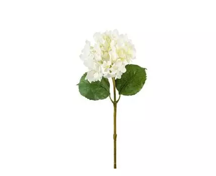 Гортензия белая (Белый)