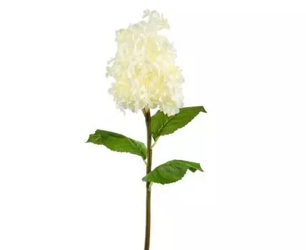 Гортензия белая крупная (87, Бежевый)