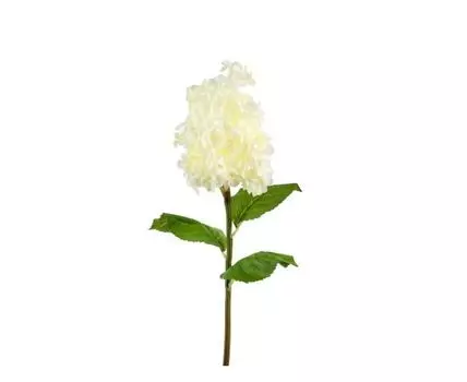 Гортензия белая крупная (Бежевый)