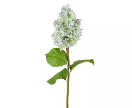 Гортензия голубая (87, Голубой)