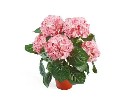 Гортензия куст