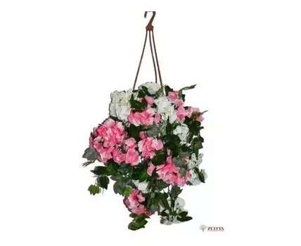 Гортензия Ника бело-розовая